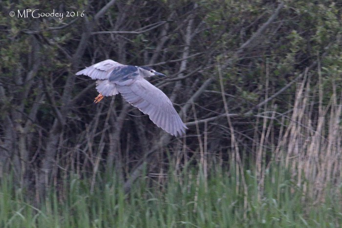 Night Heron