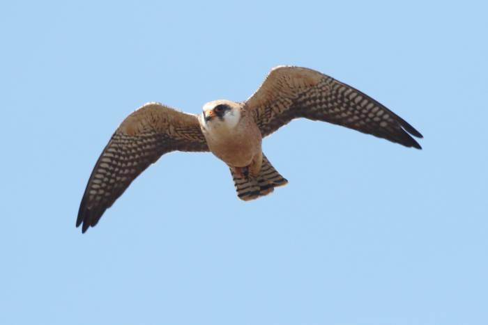 Red-footed Falcon