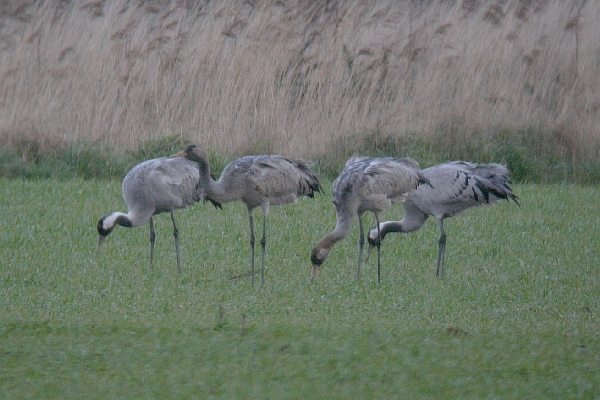 Common Crane