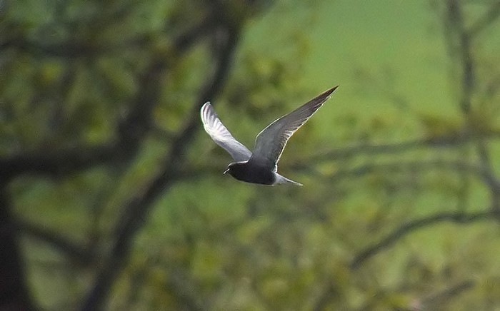 Black Tern