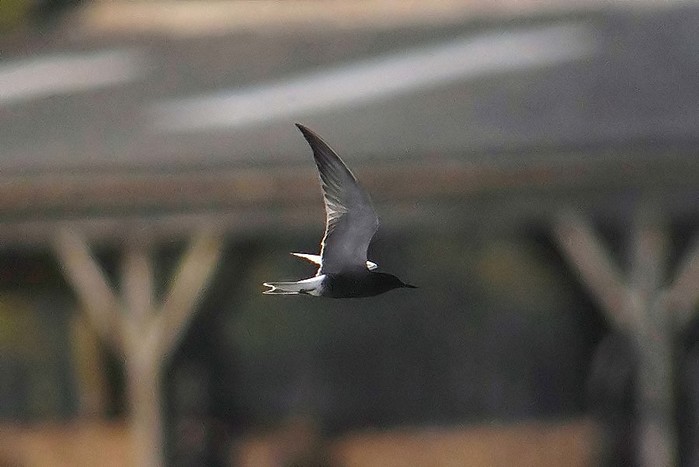 Black Tern