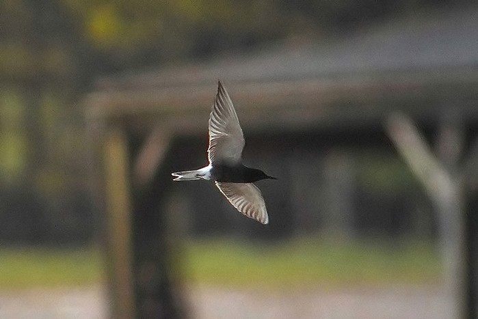 Black Tern