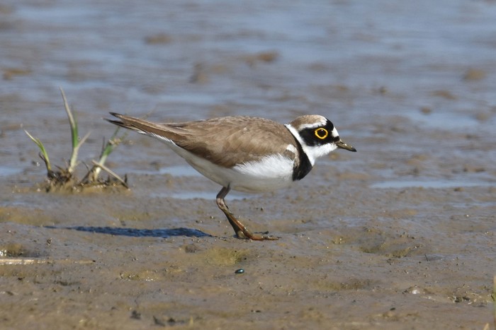 Little Ringed Plover