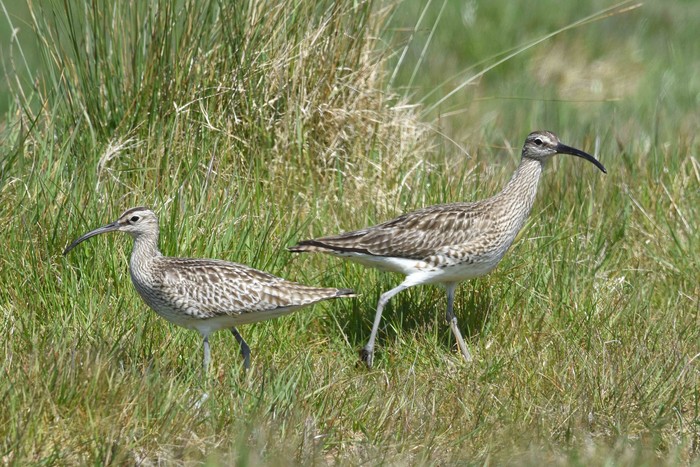 Whimbrel