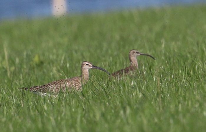 Whimbrel