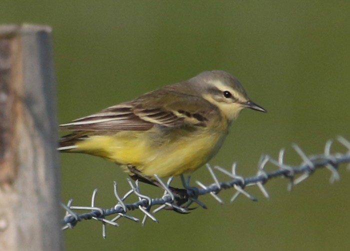 Yellow Wagtail
