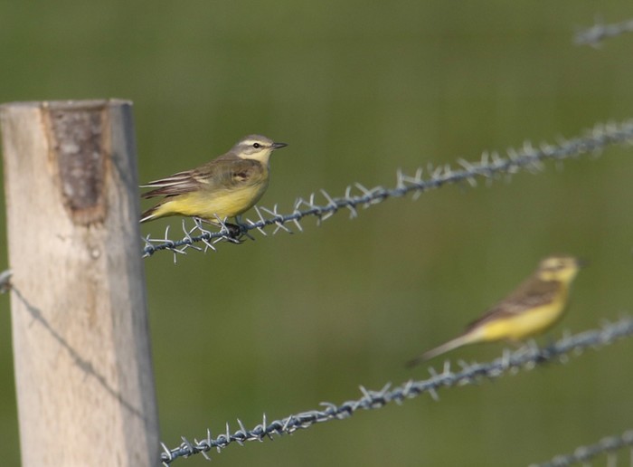 Yellow Wagtail