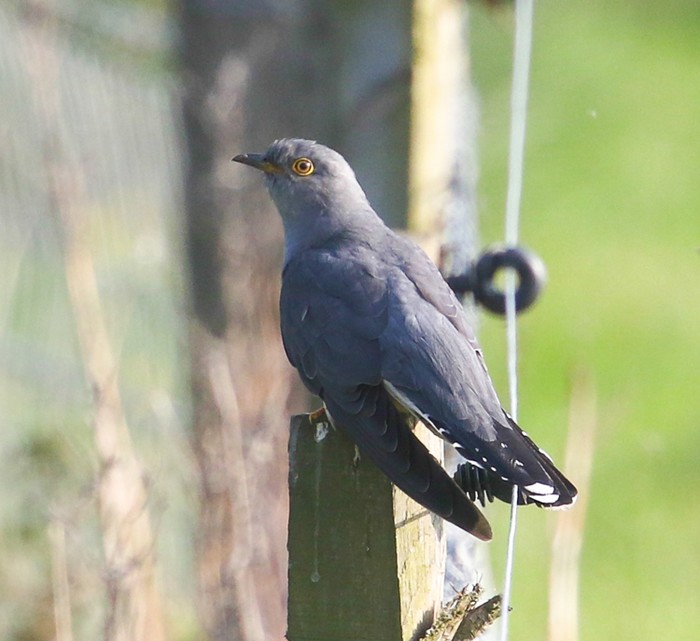 Cuckoo