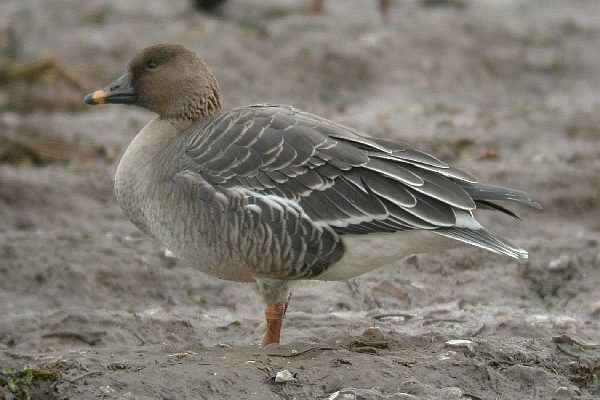 Tundra Bean Goose