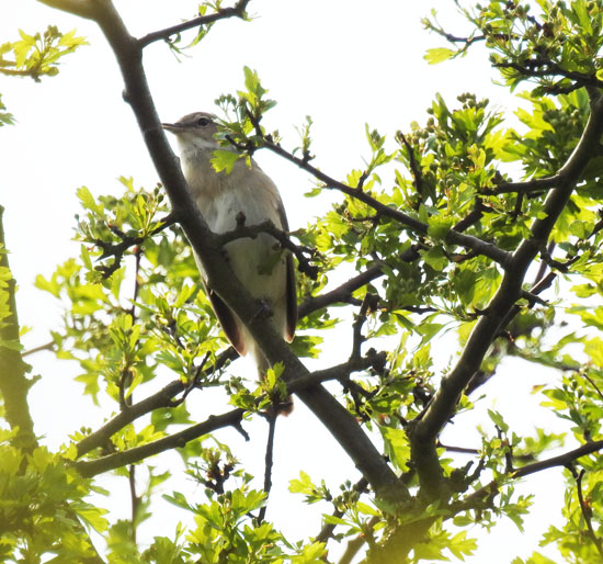 Garden Warbler