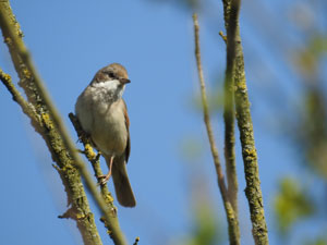 Whitethroat