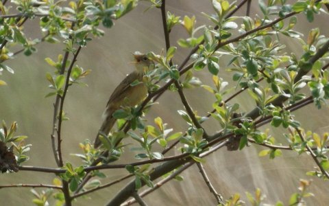 Grasshopper Warbler