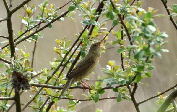 Grasshopper Warbler