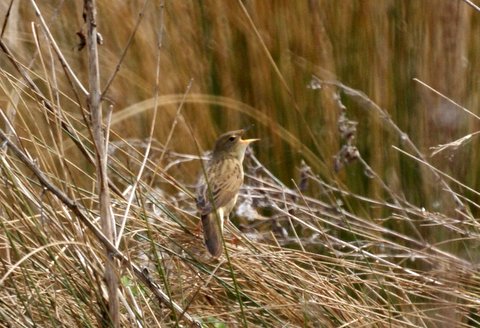 Grasshopper Warbler