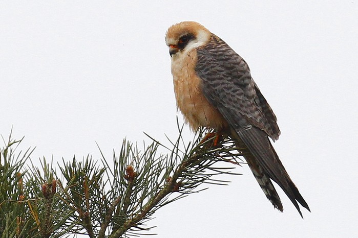 Red-footed Falcon