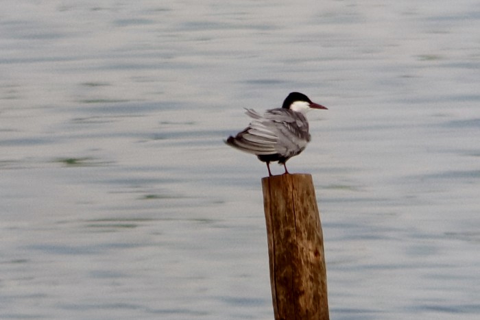 Whiskered Tern