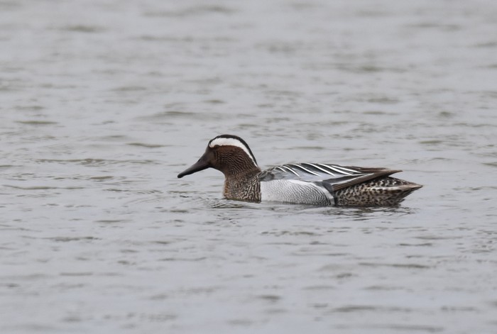 Garganey