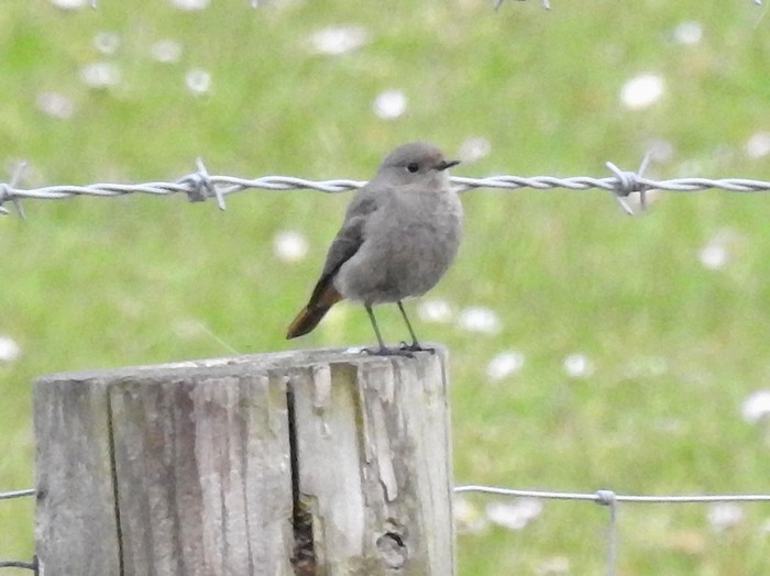 Black Redstart