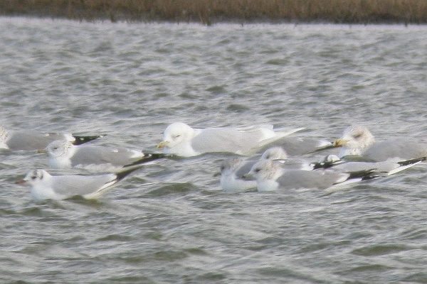 Iceland Gull