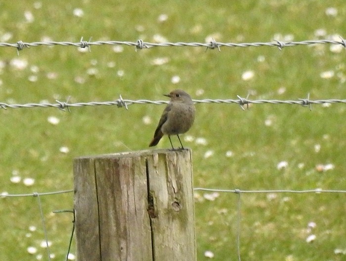 Black Redstart