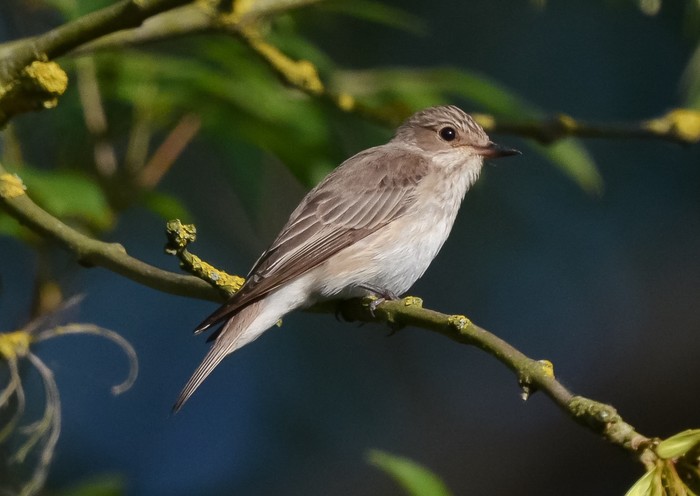 Spotted Flycatcher