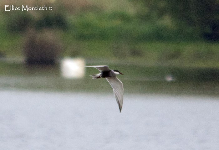 Whiskered Tern