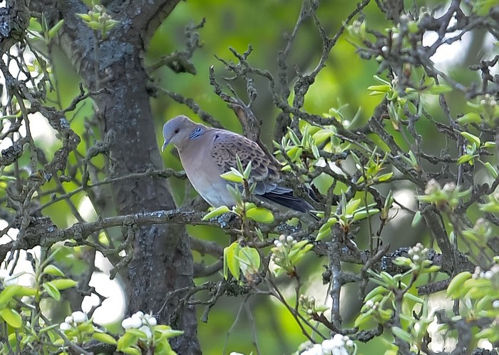 Western Rufous Turtle Dove