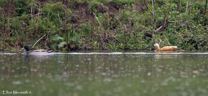 Ruddy Shelduck