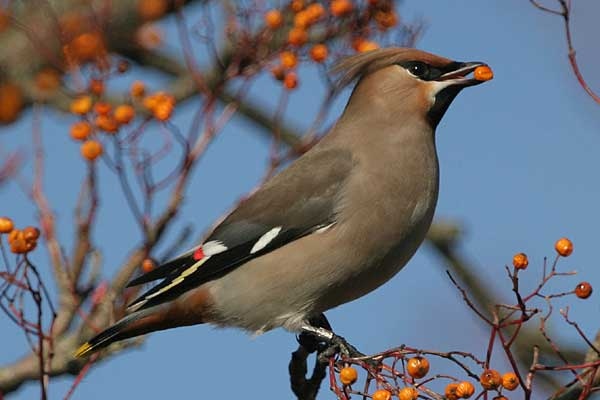 Waxwing