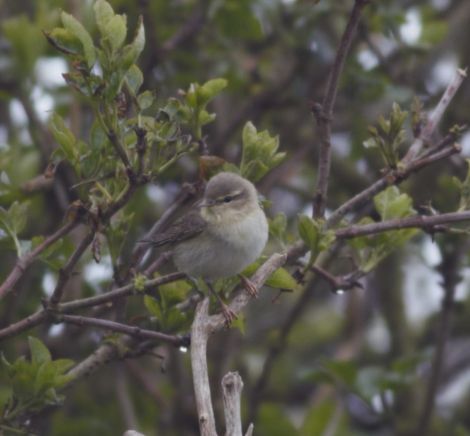 Northern Willow Warbler