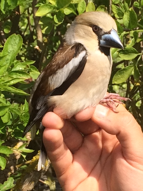 Hawfinch