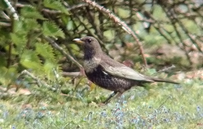 Ring Ouzel