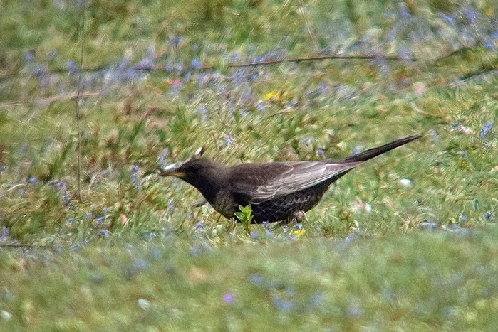Ring Ouzel