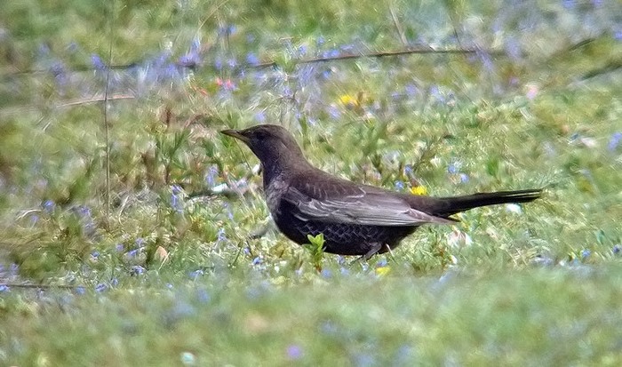 Ring Ouzel