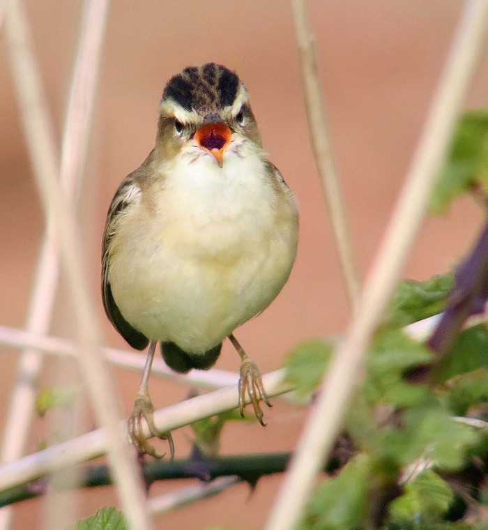 Sedge Warbler