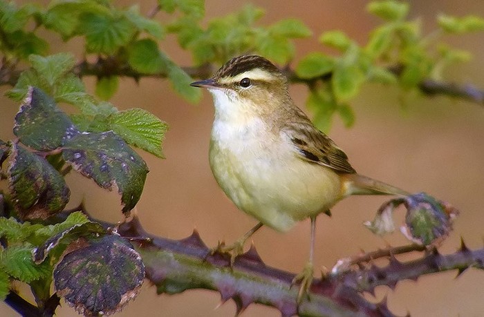 Sedge Warbler