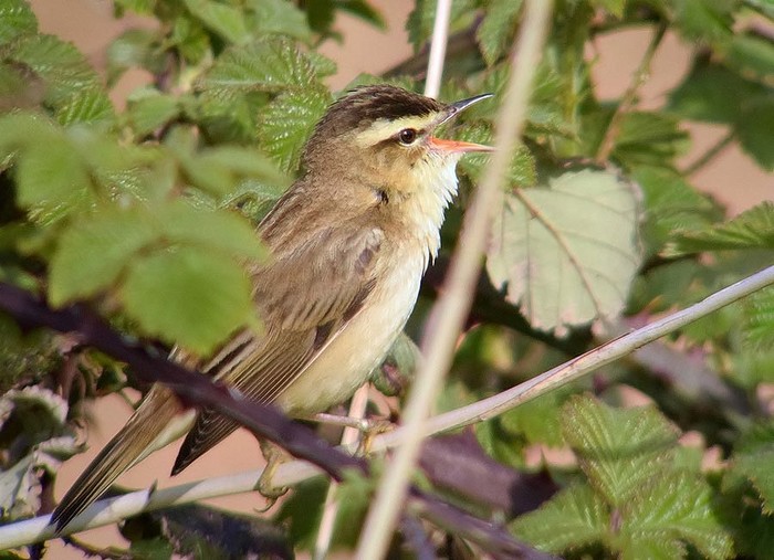 Sedge Warbler