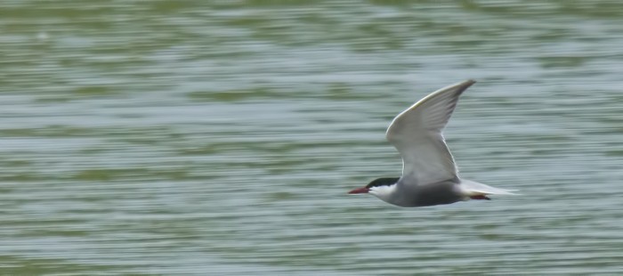 Whiskered Tern