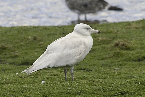 Glaucous Gull