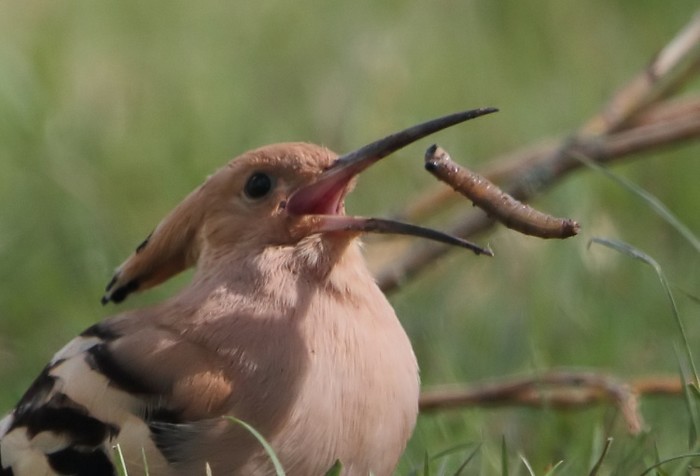 Hoopoe