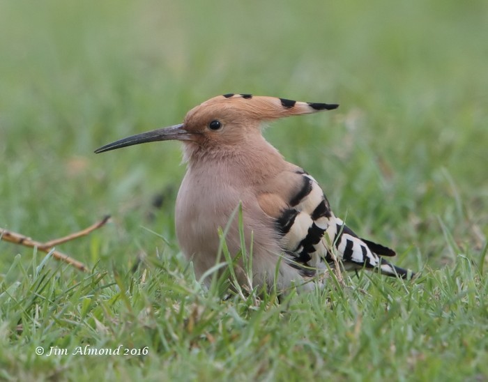 Hoopoe