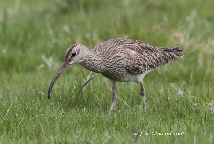 Whimbrel