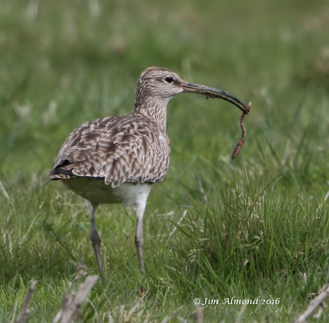 Whimbrel