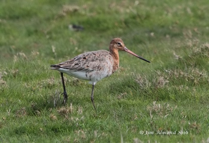 Black-tailed Godwit