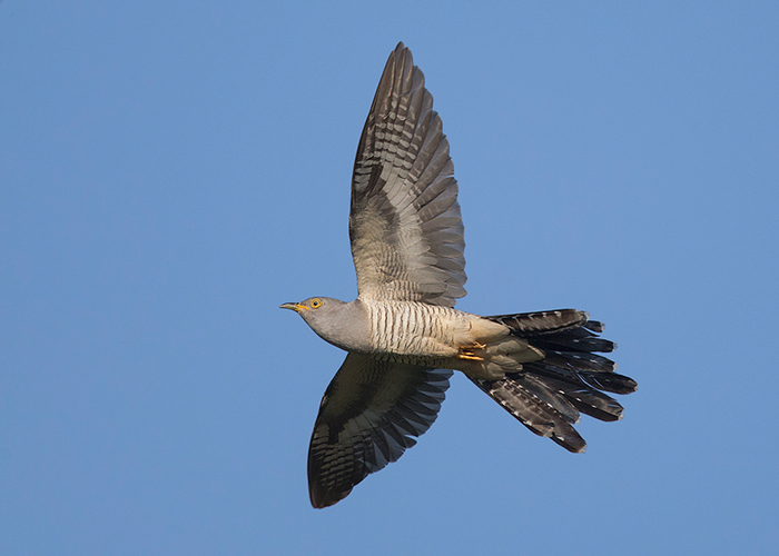 Cuckoo