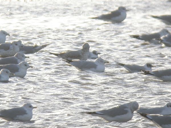 Ring-billed Gull