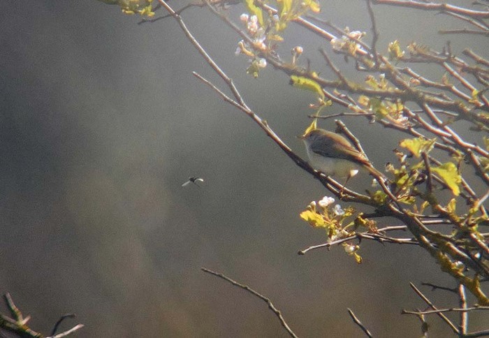 Western Bonelli's Warbler