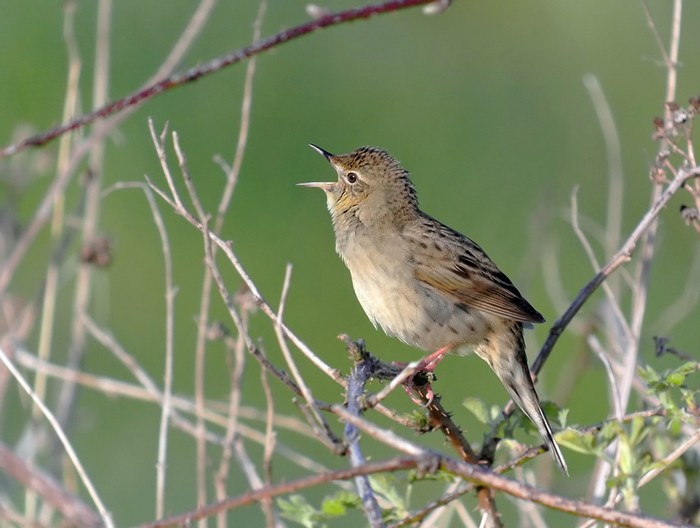 Grasshopper Warbler