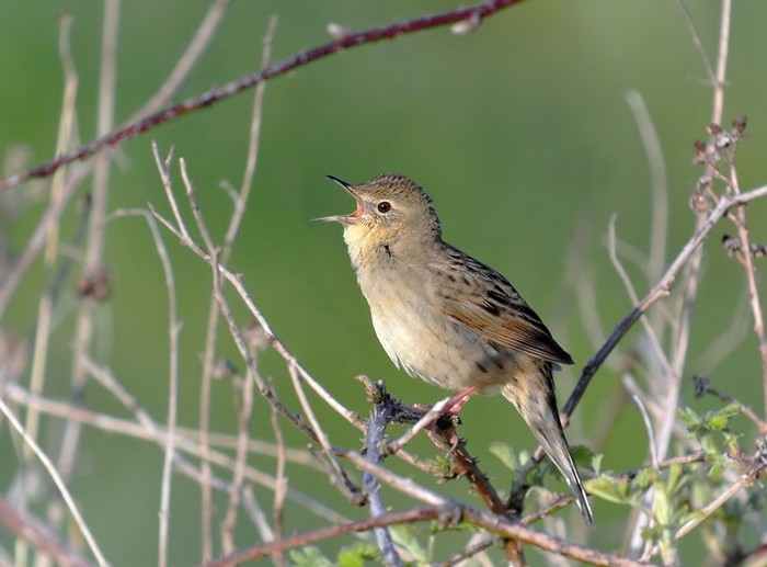 Grasshopper Warbler