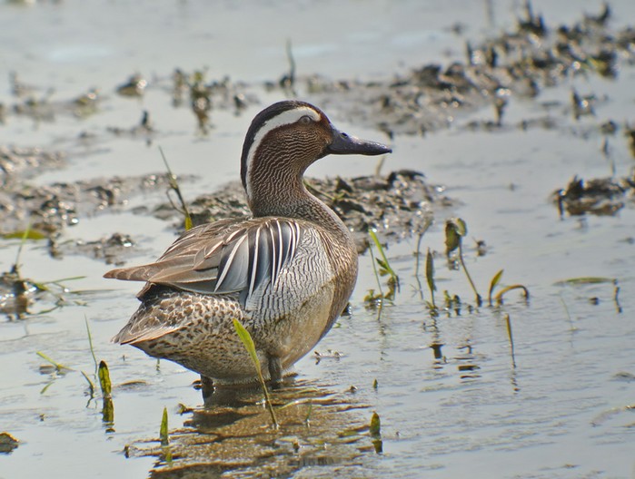 Garganey